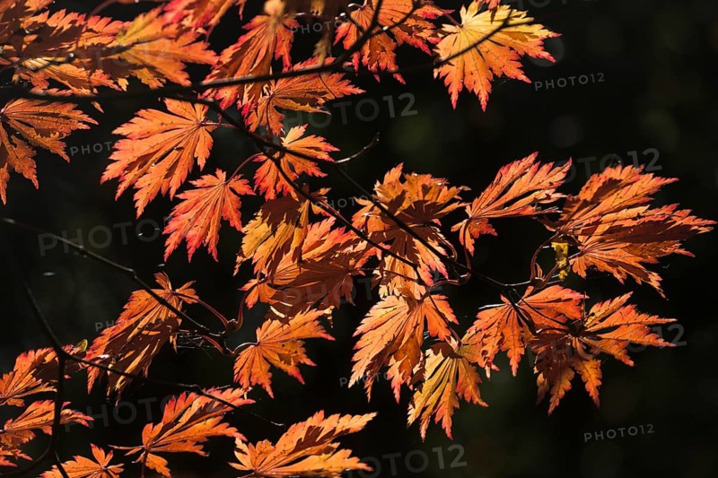 Autumn leaves of wolfsbane maple