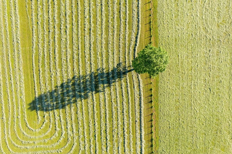 Tree with shade