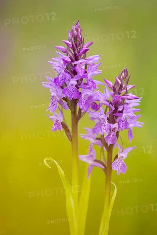 Southern marsh orchid