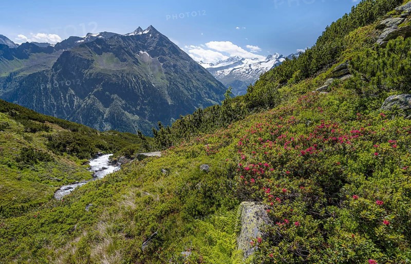 Flowering alpine roses