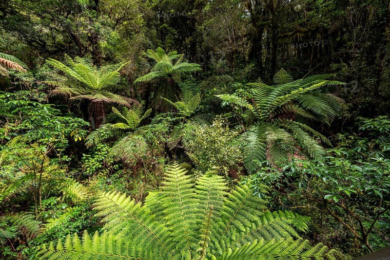 New Zealand rainforest