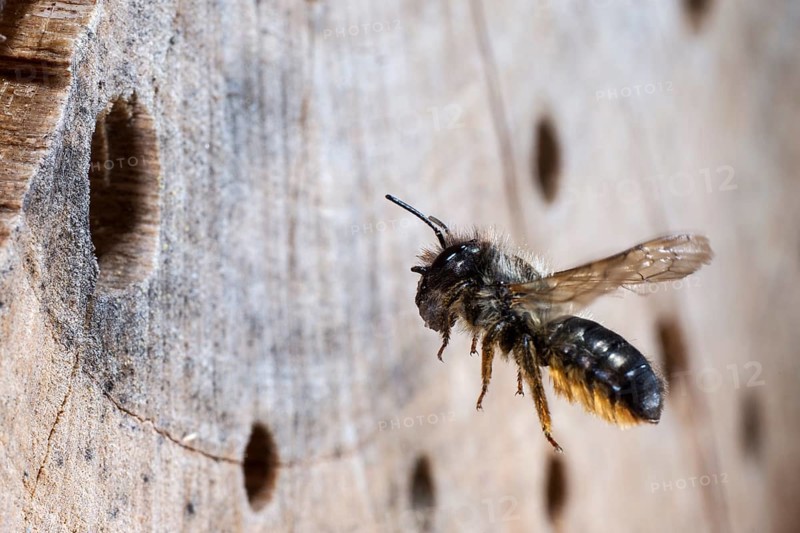 Hornfaced bee