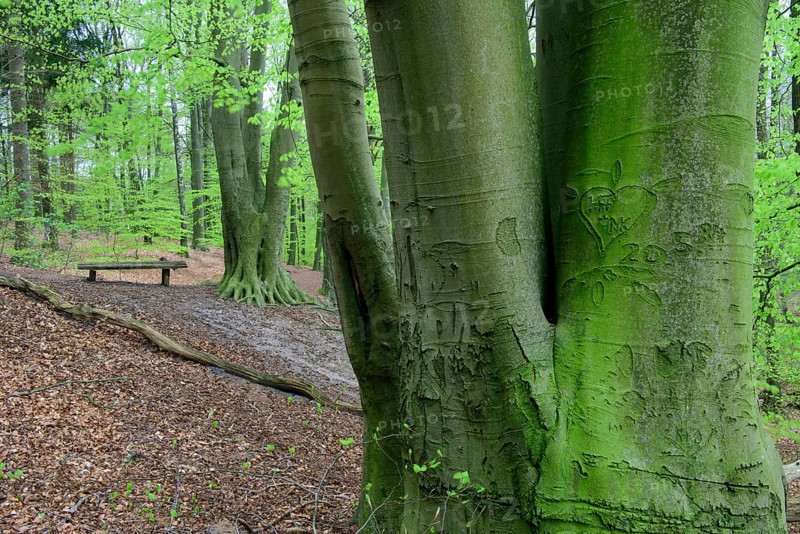 Beech trees