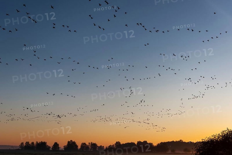 Pulling Greylag goose