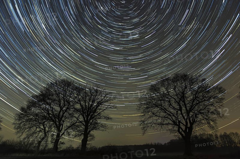 Star trails over trees in the night sky