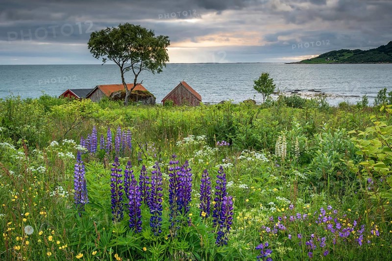Summer vegetation