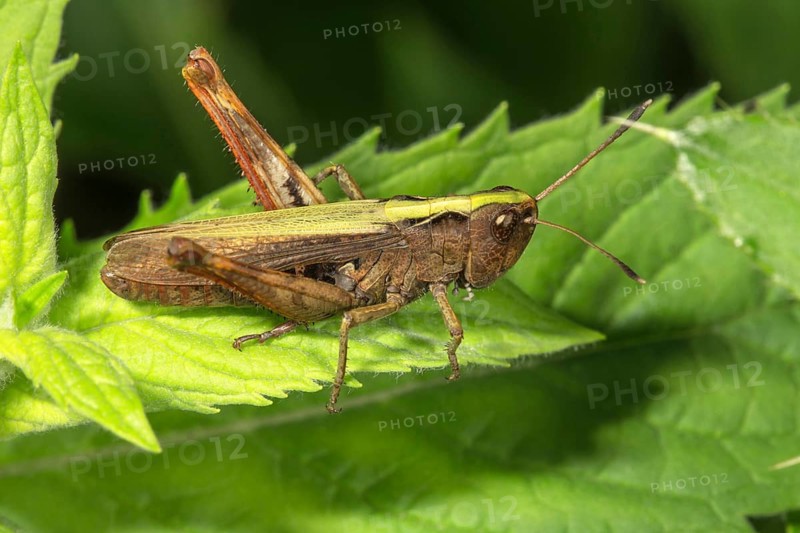 Rufous grasshopper