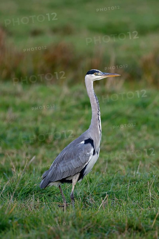 Grey heron