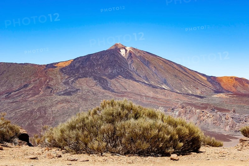 Teide Broom
