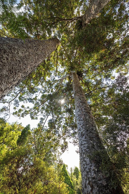 Kauri trees