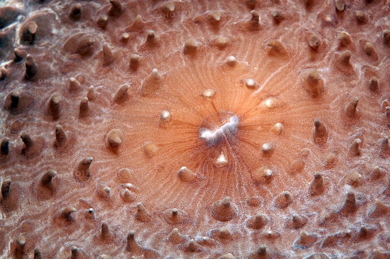 Slice anemone
