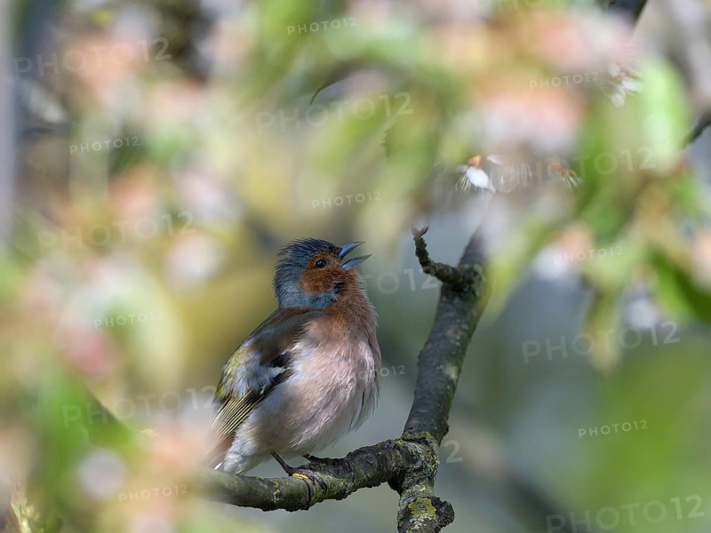 Singing Common chaffinch