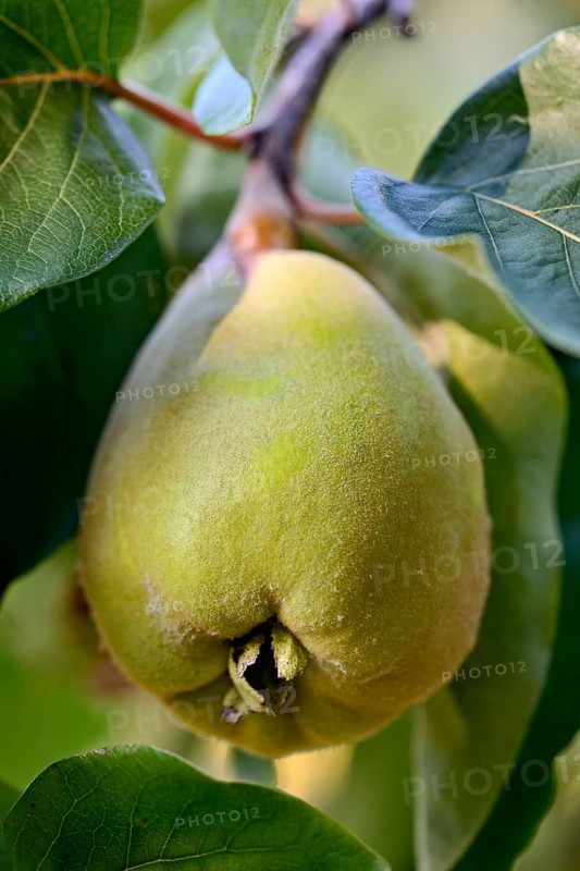 Pear Quince