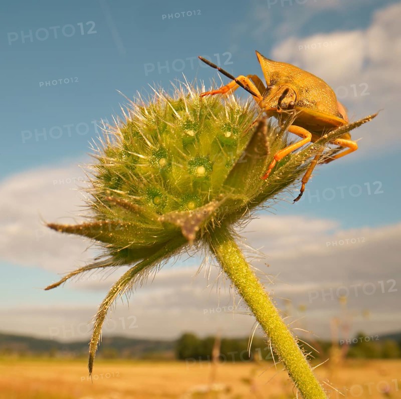 Stink Bug