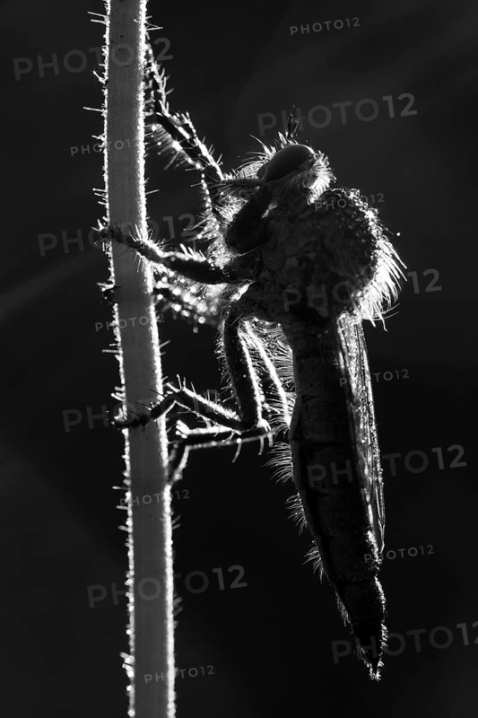 Robber fly