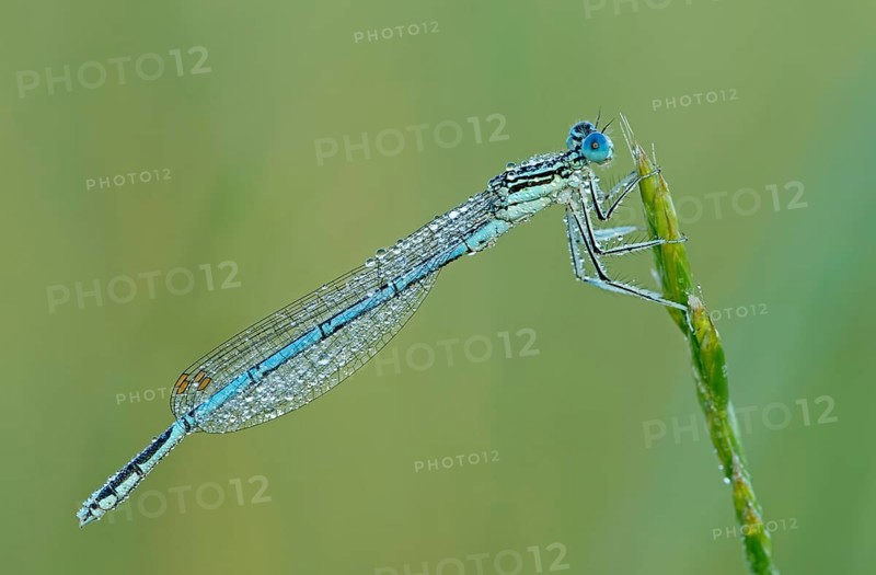 White-legged damselfly