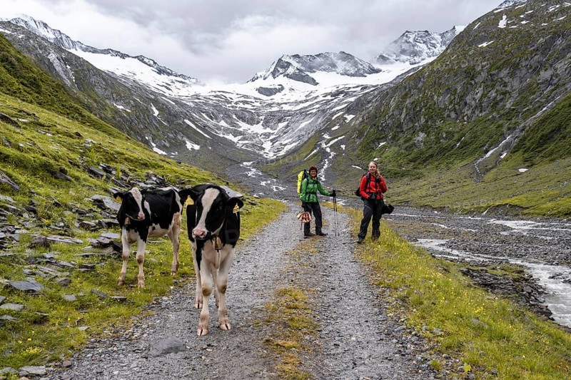Kuehe und Wanderer auf Wanderweg vor Gletscher