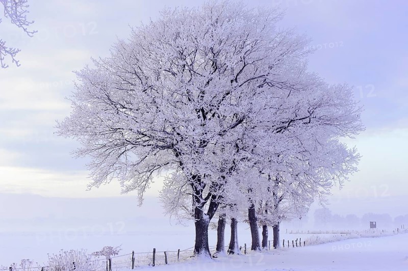 Oak