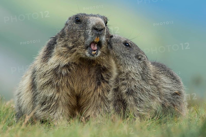 Marmot with young