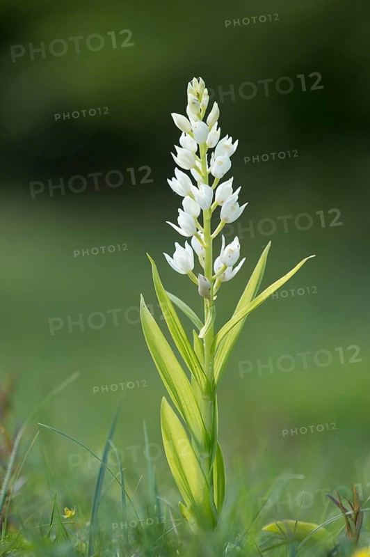 Sword-leaved