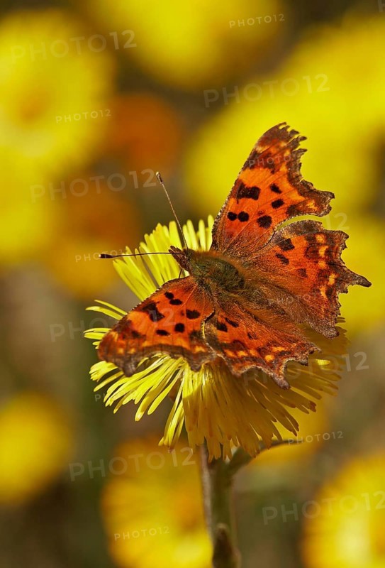 Comma