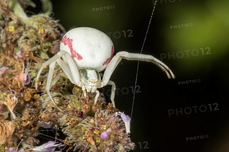 Goldenrod crab spider