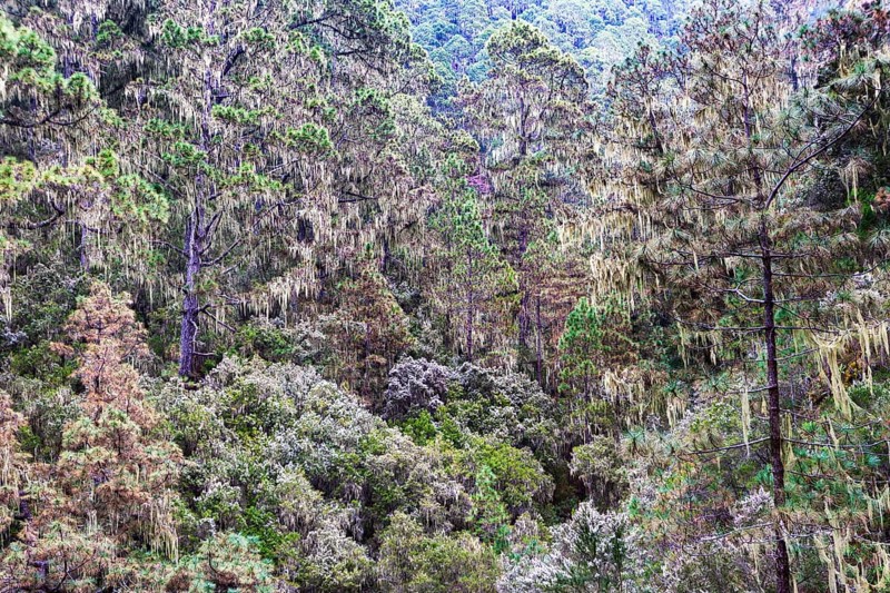 Cloud forest with hanging lichens