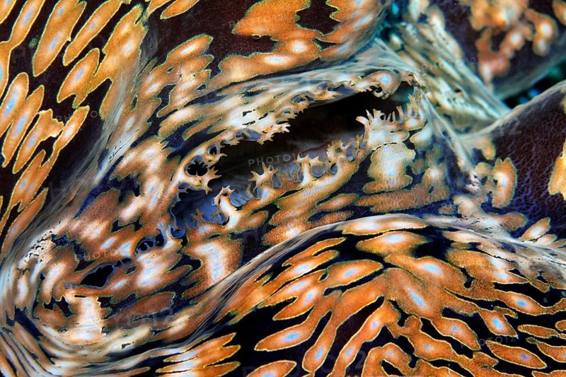 Syphon of giant clam