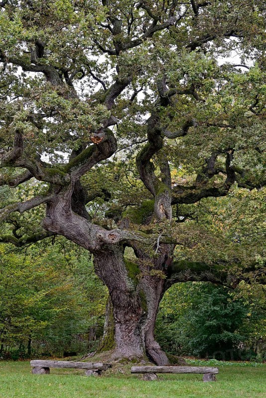 English oak