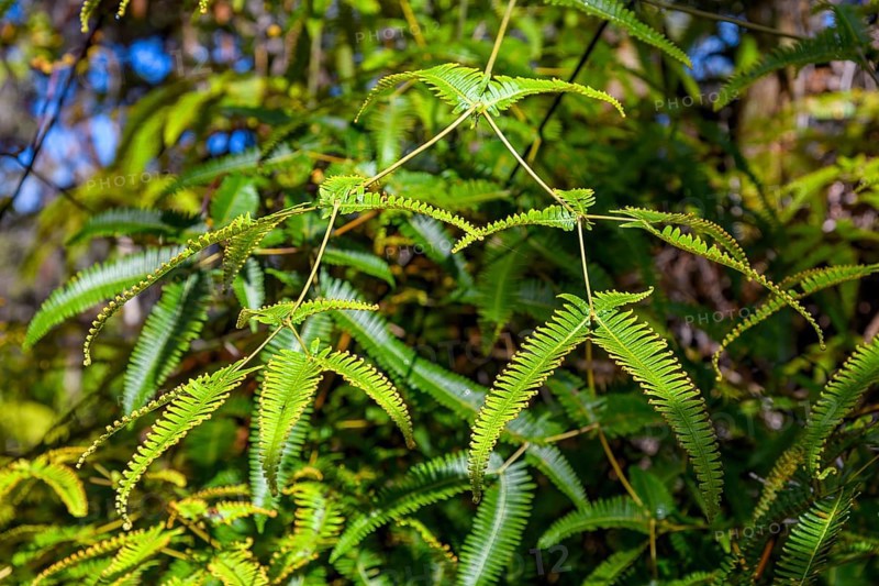 Leaf shoots of the tree fern