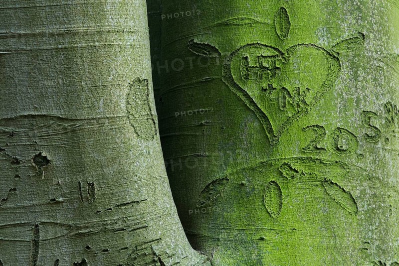 Beech trees