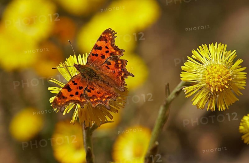 Comma