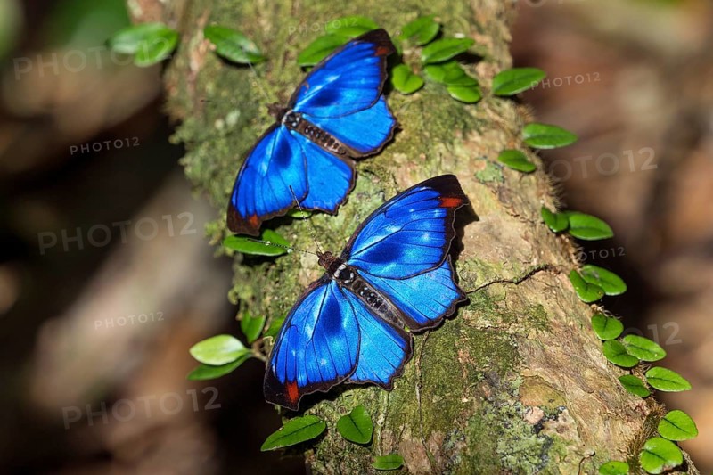 Iridescent blue butterflies