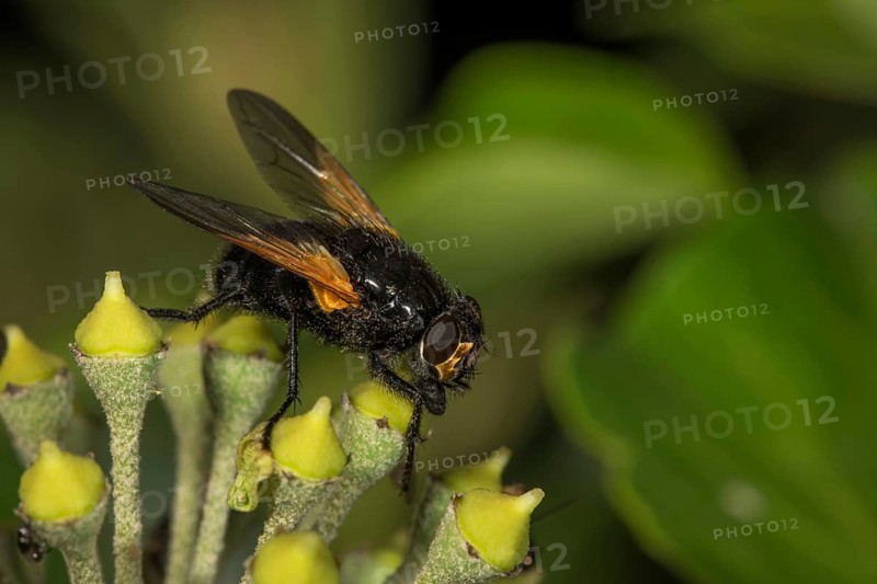 Real fly in bloom