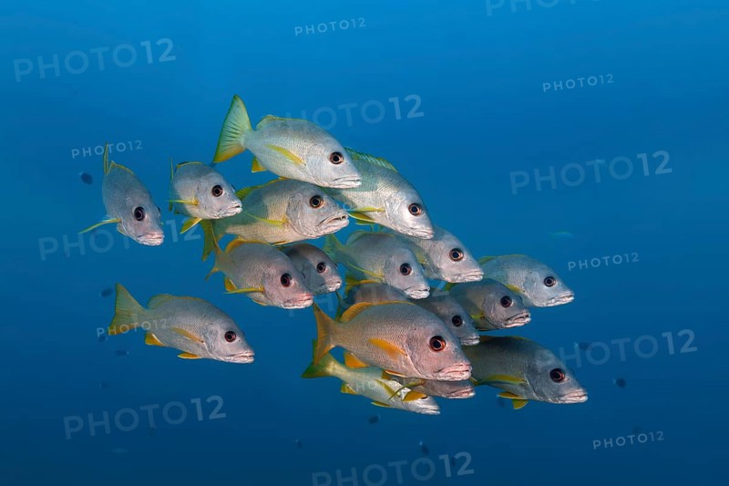 Swarm Ehrenberg's Snapper