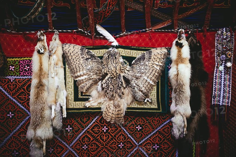 Trophies of the eagle hunter Bashakhan Spai