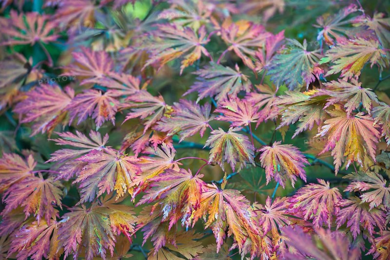 Autumn leaves of wolfsbane maple