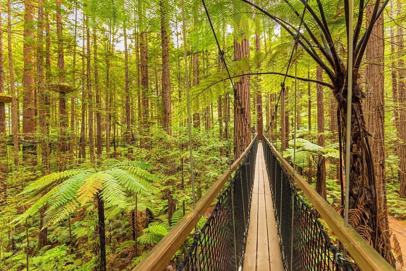Redwood Treewalk