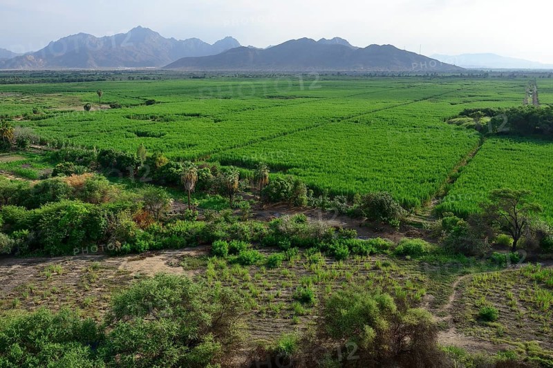 Sugarcane fields