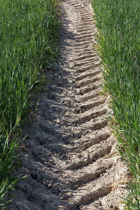 Tractor track in a green field