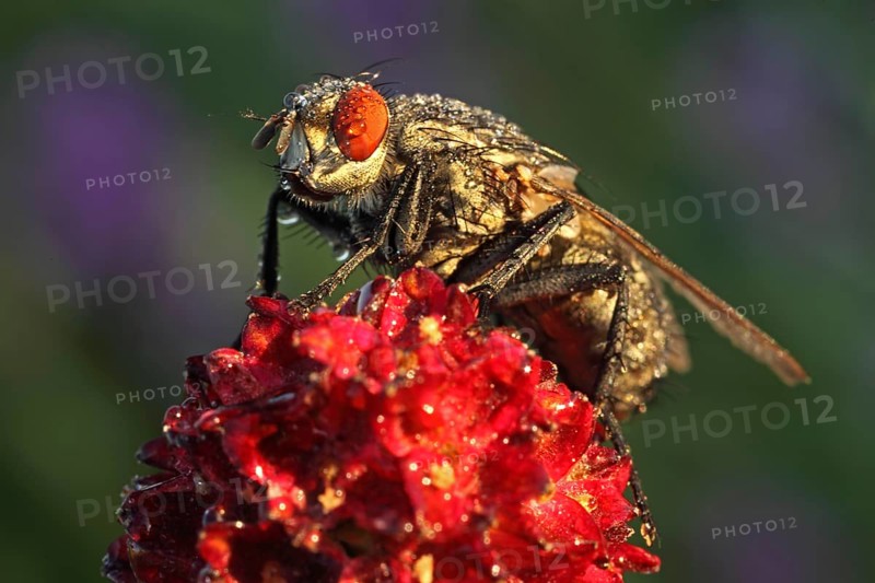 Blowfly