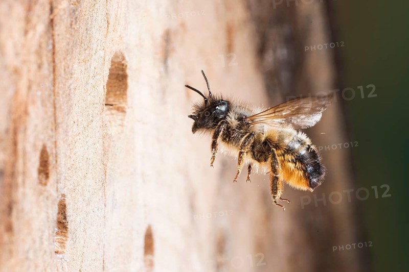 Hornfaced bee