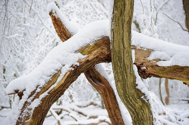 Snow on old trees in the jungle Baumweg