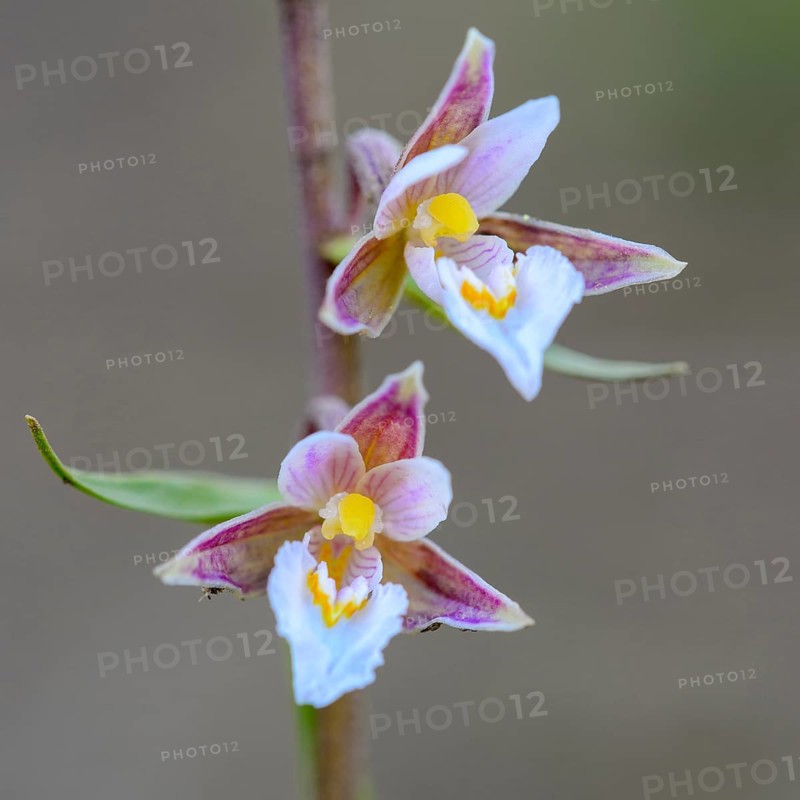 Marsh Helleborine