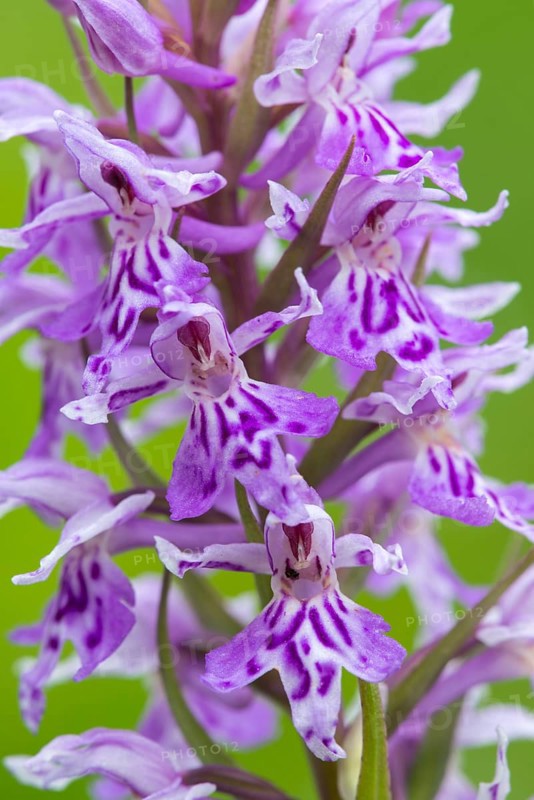Southern marsh orchid