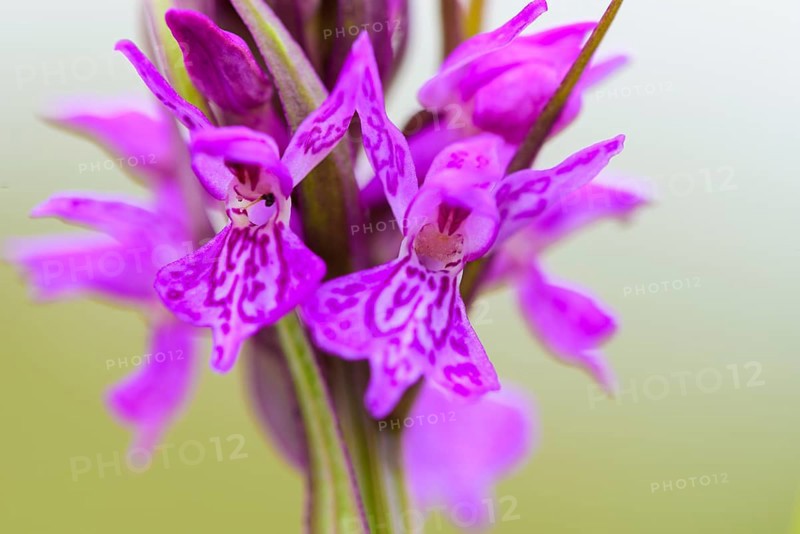 Southern marsh orchid