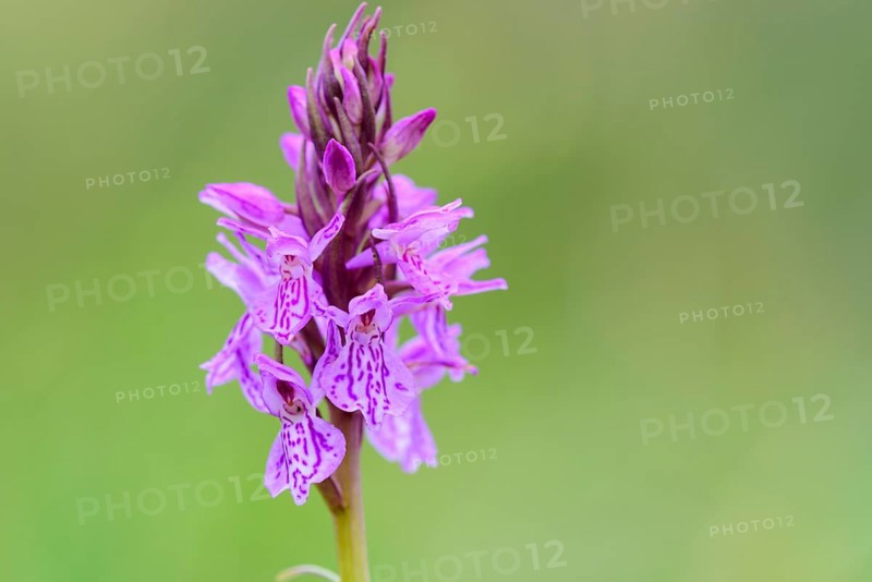 Southern marsh orchid