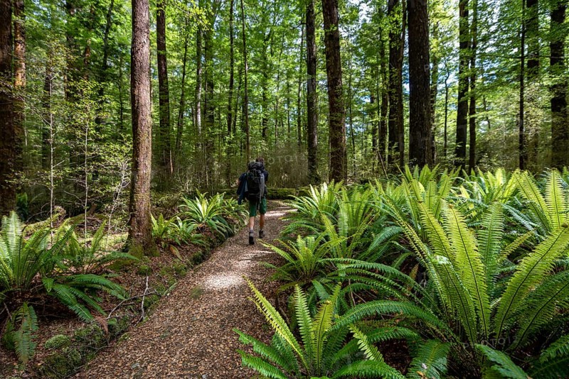 Hiker on trail through forest with ferns