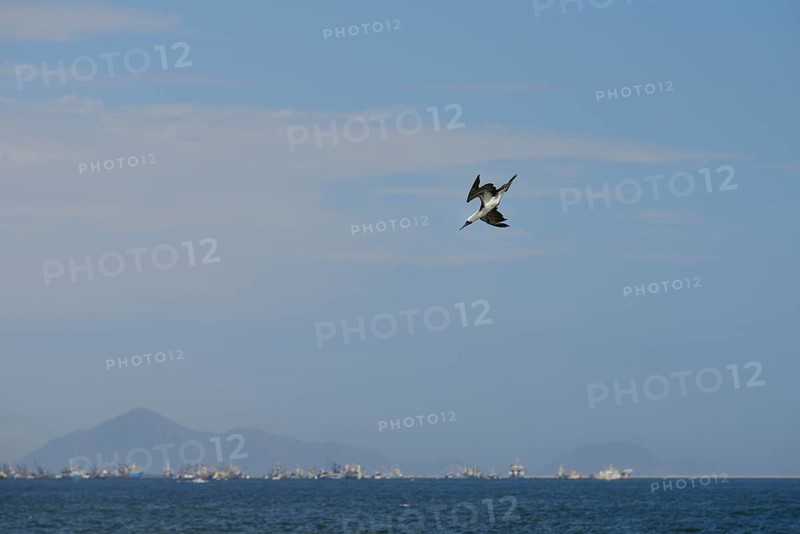 Guano Booby