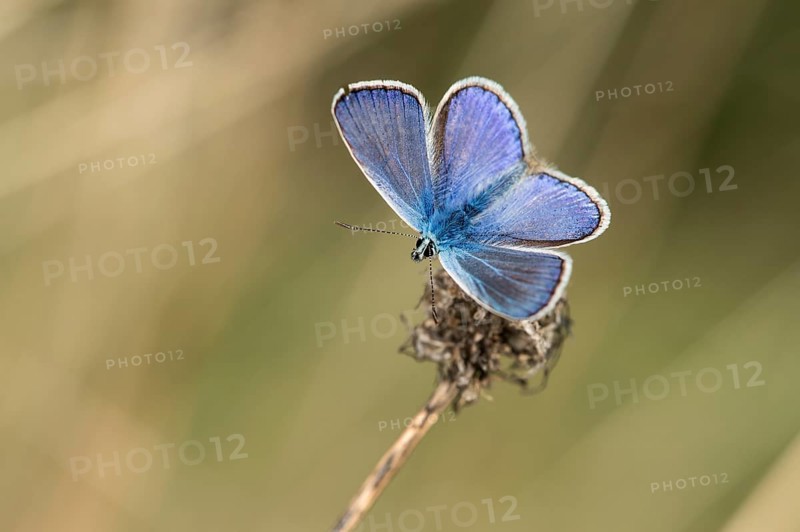 Hauhechel-Gossamer winged butterfly